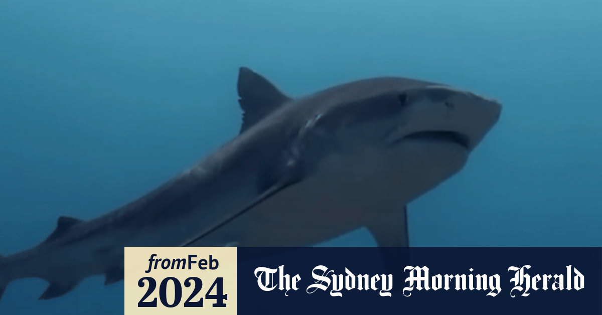 Shark attacks in Australia most prevalent in the world. Why?